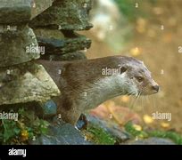 Image result for Otter Holt