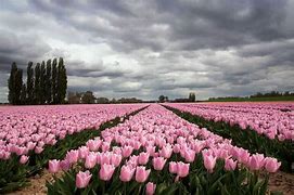 Image result for Pink Tulips Field in the Morning