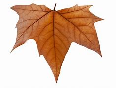 Image result for Maple Branch Alpha Texture