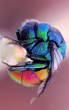 Pin by Sashka on Birds/Nature | Insects, Beautiful bugs, Cool insects
