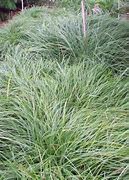 Image result for Glaucous Blue Sedge