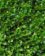 Image result for Hedge Texture Tileable
