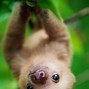 Image result for Tropical Background Wallpaper Sloth