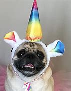 Image result for Pug Unicorn Birthday Meme