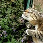 Image result for What Does Catnip Look Like