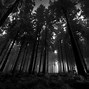 Image result for Dark Forest Wallpaper