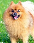 Image result for Cutest Dog in the Universe