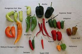 Image result for Identify Pepper Plant