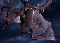 Image result for Bat Vampire Background