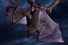 Image result for Vampire Bat Wallpaper