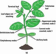 Image result for Soybean Plant Model