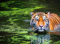 Image result for Bengal Tiger Wallpaper Desktop