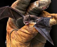 Image result for Vaccinate Bats