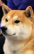 Image result for Shiba Inu Looks at Laptop