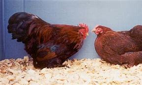 Image result for Partridge Cochin Bantam Chicken