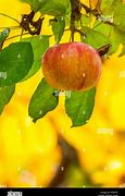 Image result for Late-Season Apple Varieties