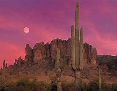 Image result for Desert Landscape Foreground Cactus