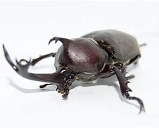Image result for Nicola Hicks Giant Beetle