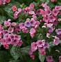 Image result for Pulmonaria Pretty in Pink
