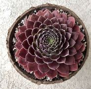 Image result for Sempervivum Director Jacobs