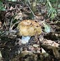 Image result for russula_foetens