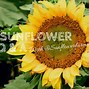 Image result for sunflowers