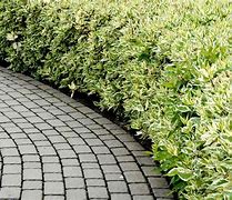 Image result for Types of Bushes for Privacy