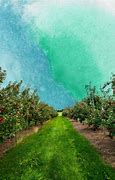 Image result for Dwarf Apple Tree Seedlings