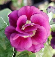 Image result for Primula auricula Rabley Heath