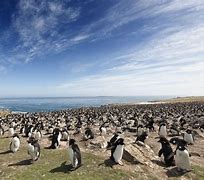 Image result for Falkland Islands