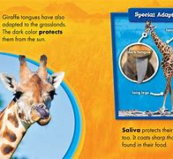 Image result for Giraffe Adaptations Book