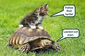 Image result for Safety Turtle Meme