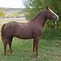 Image result for Morgan Horse