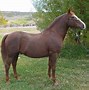 Image result for Western Morgan Horse