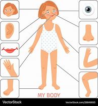 Image result for Body Parts for Preschoolers
