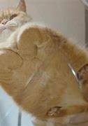 Image result for Cat Loaf All Angles