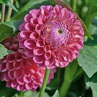 Image result for Dahlia Jowey Frambo