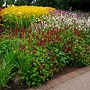 Image result for PERSICARIA AMPL. BLACKFIELD