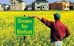 Image result for What Are Biofuels