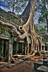 Image result for Angkor Wat Trees