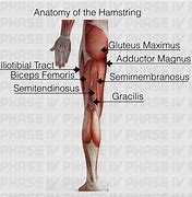 Image result for Glute and Hamstring Muscles