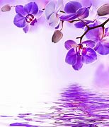 Image result for Orchid Wallpaper for Home