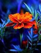 Image result for Orange Blue Floral Photography