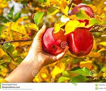Image result for Pick Apples Autumn