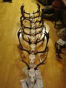 Image result for Deer Bones Dnd