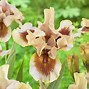 Image result for Iris germanica Fifty Fountains