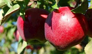 Image result for Types of North American Apple's