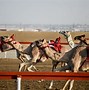 Image result for Camel Racing in UAE Photos