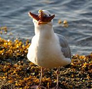 Image result for Seagull Eating Starfish Funny