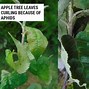 Image result for Apple Leaf Curl
